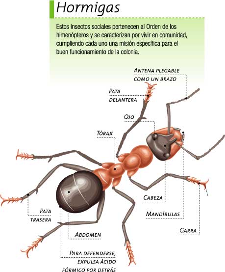Todo sobre las patas de hormiga: estructura y función