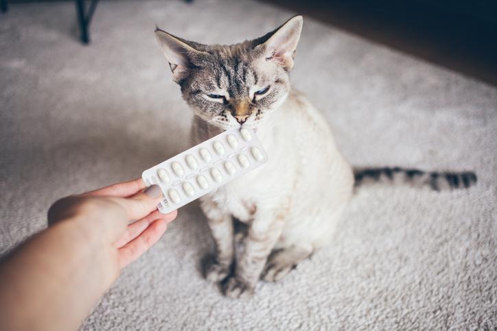 Todo sobre Minipres para gatos: usos, dosis y efectos secundarios