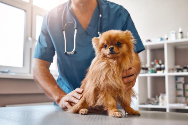 Todo sobre Varidasa en perros: dosis y efectos secundarios
