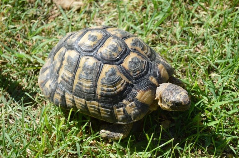 Tortuga Mora: Todo sobre estas fascinantes tortugas terrestres
