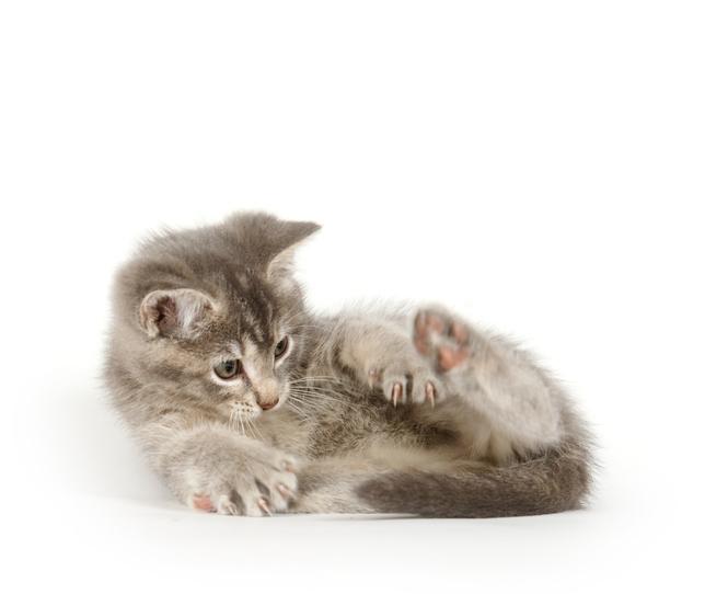 Tratamiento casero para la ataxia en gatos: síntomas y soluciones