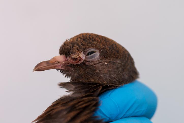 Tratamiento casero para la viruela aviar: síntomas, contagio y más