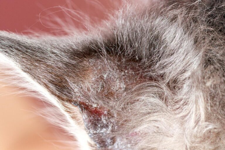 Tratamiento de dermatitis atópica en gatos: síntomas y soluciones eficaces