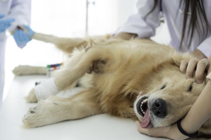 Tratamiento natural para la piometra canina: causas, síntomas y opciones de tratamiento