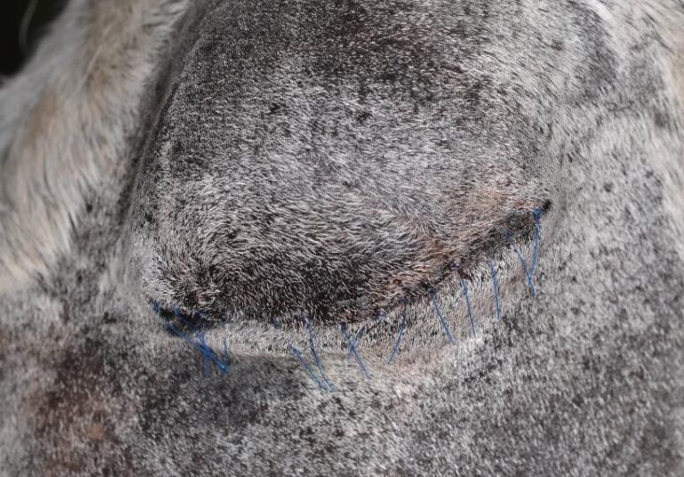 Tratamiento para la conjuntivitis en caballos: causas y síntomas.