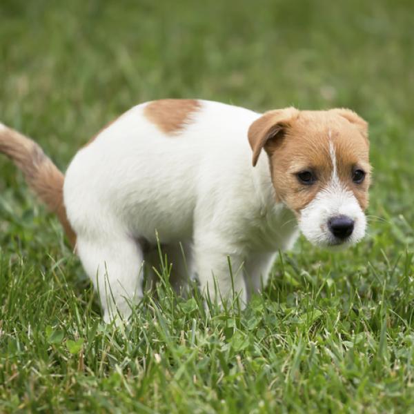 Tratamiento y causas de diarrea con moco en perros