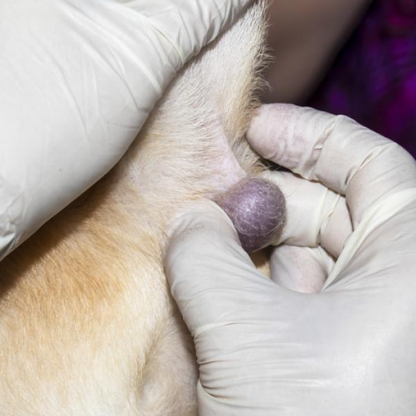 Tratamiento y causas de los bultos sebáceos en perros