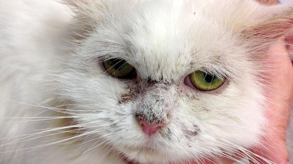 Tratamientos para costras en la piel de los gatos: causas y soluciones