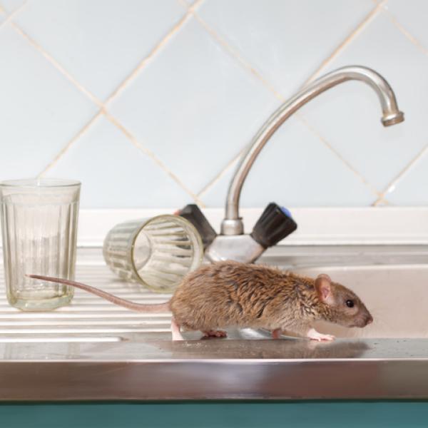 Trucos efectivos para ahuyentar ratas de forma natural