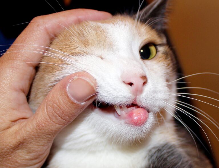 Ulcera en la boca del gato: Causas y tratamiento eficaz