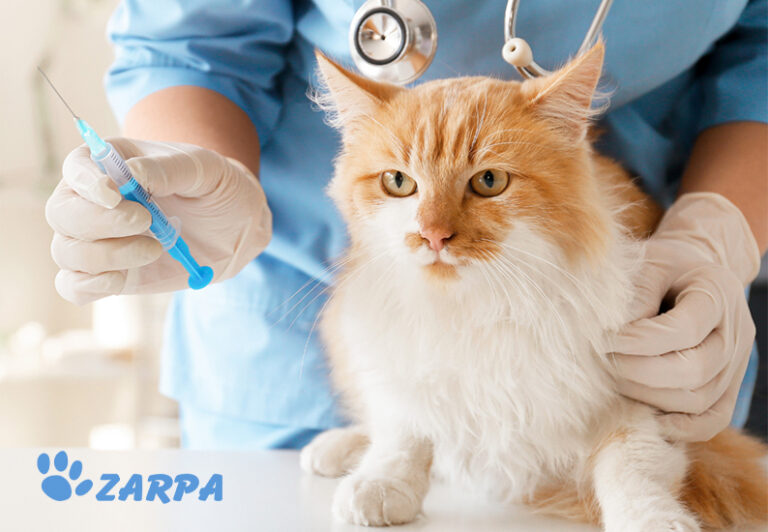 Vacuna contra la rabia en gatos: protección esencial para tu mascota
