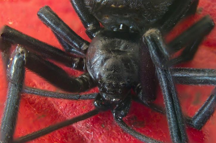 Variedades letales de arañas: Venenos que debes conocer