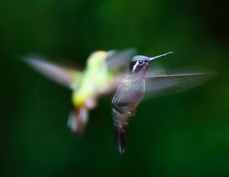 Variedades sorprendentes de colibríes: una guía completa