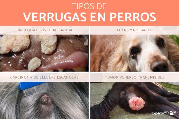 Verrugas en perros: tipos, causas e imágenes para eliminarlas