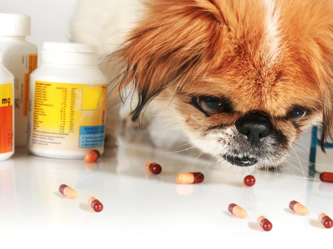 Vitamina K para perros: beneficios y recomendaciones